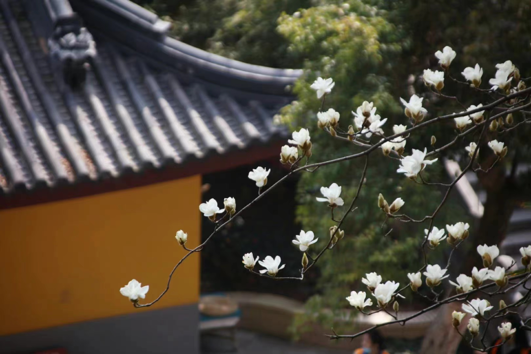 寺庙被挤爆,是时候重新审视「佛系营销」(图11) 46.png