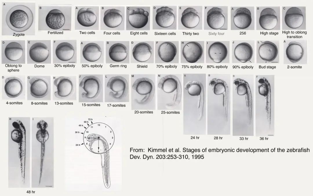 与动物相比,为何人类女性生孩子如此困难?(图2) 23.jpg