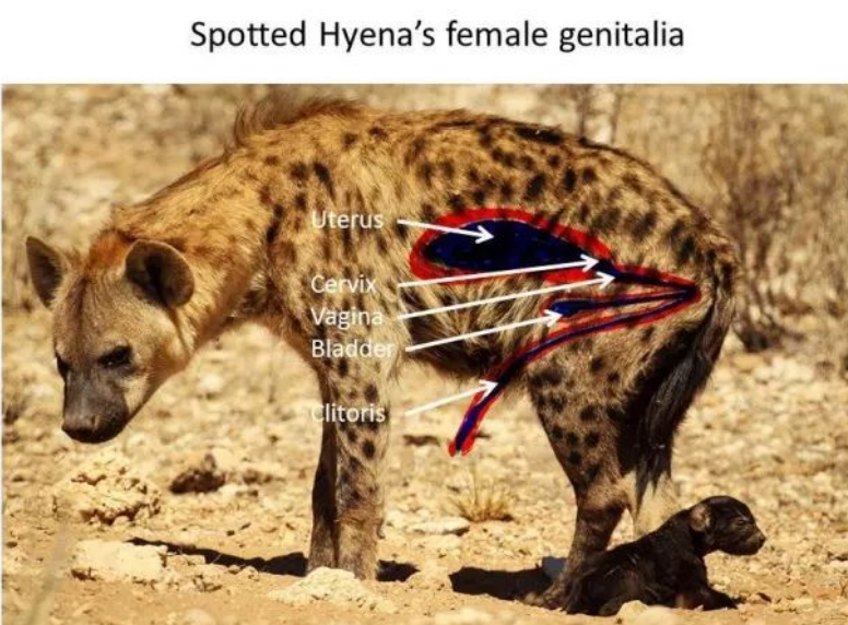 与动物相比,为何人类女性生孩子如此困难?(图7) 28.png