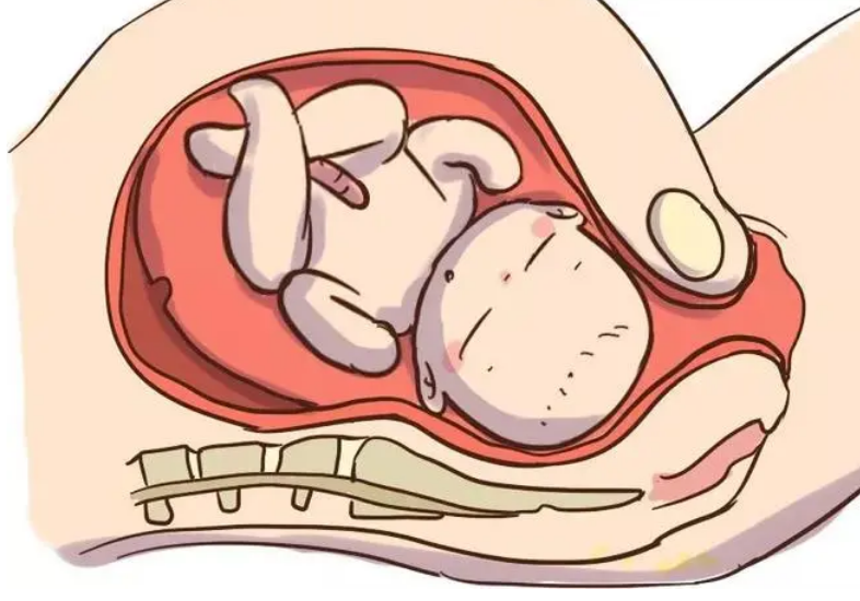 与动物相比,为何人类女性生孩子如此困难?(图12) 33.png