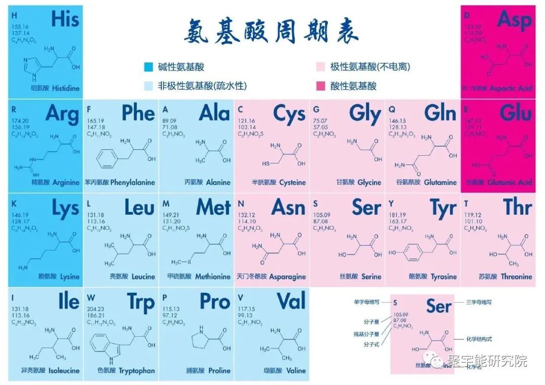 金日光教授:人类基因组学基本概念之三(三碱基基因密码子中心碱基和二十种氨基酸的对应)(图2) 39.jpg