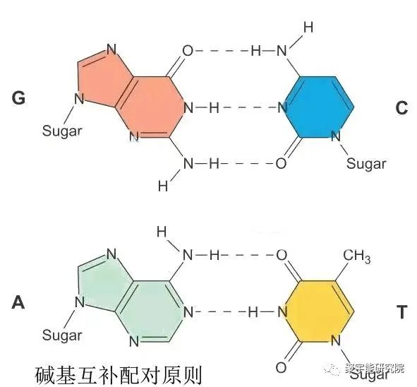 金日光教授:人类基因组学基本概念之四(太极64卦与tRNA/氨基酸周期循环图)(图1) 43.jpg