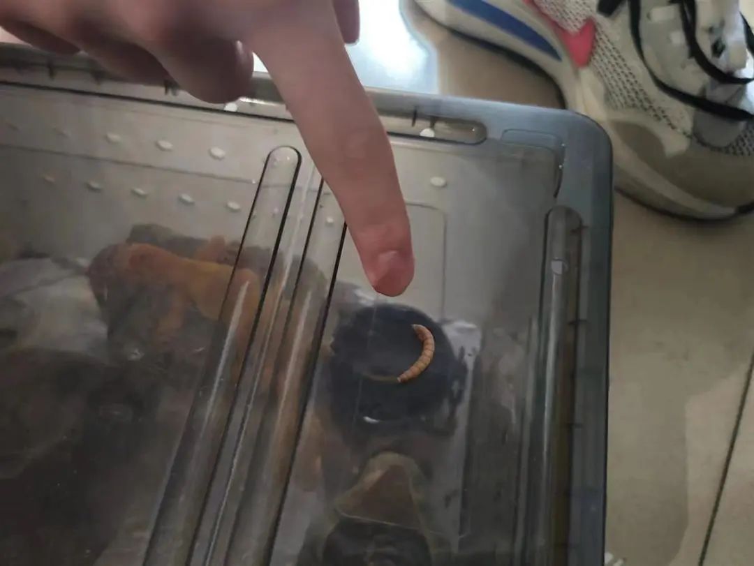 43次!在校大学生网购虫子,竟干出这种事,刑拘!(图2) 2.jpg