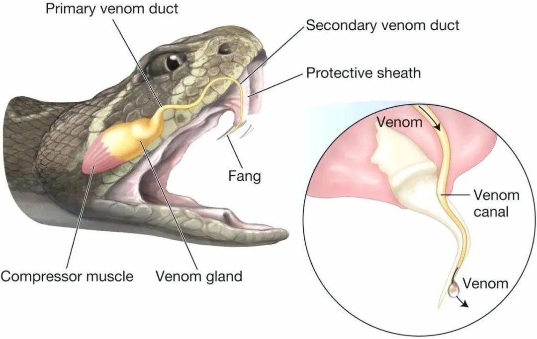 大连蛇岛疯狂“内卷”,一平方公里2万多条蛇,毒性也越来越强(图8) 8.jpg