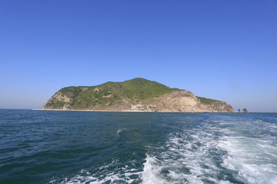 大连蛇岛疯狂“内卷”,一平方公里2万多条蛇,毒性也越来越强(图11) 11.gif