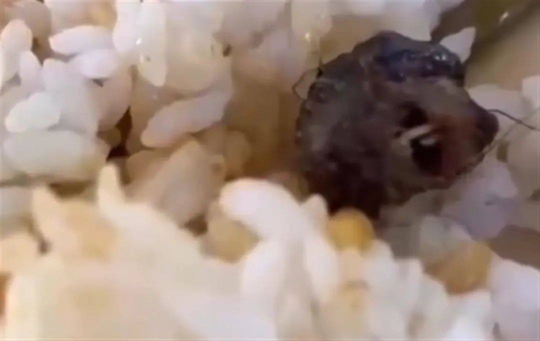 学校食堂吃出的是老鼠头还是鸭脖?最新进展:江西省教育厅介入(图1) 1.jpg