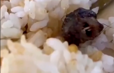 鼠头还是鸭脖?江西成立联合调查组(图2) 2.png