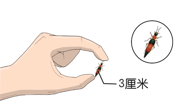 遇到这几种虫子,千万别拍死!否则后果可能会很严重……(图5) 72.png