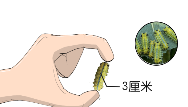 遇到这几种虫子,千万别拍死!否则后果可能会很严重……(图6) 73.png