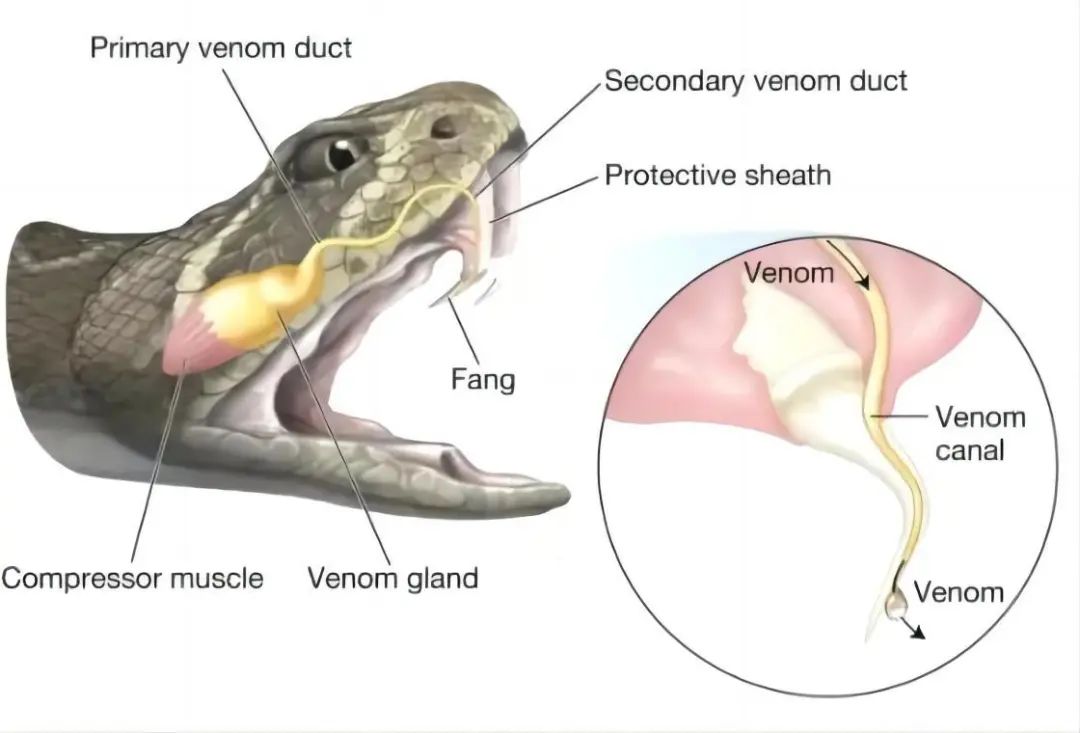 再毒的毒蛇都毒不死一头猪?猪是毒蛇的天敌,有什么科学依据吗?(图2) 10.jpg