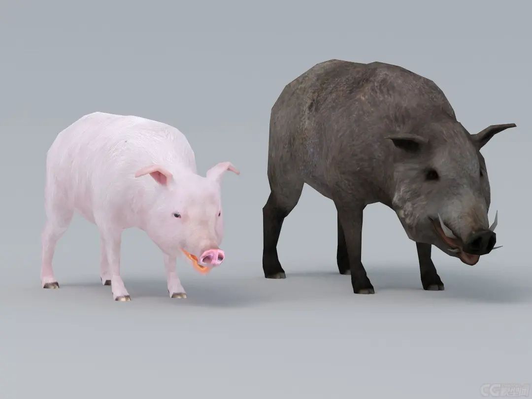 再毒的毒蛇都毒不死一头猪?猪是毒蛇的天敌,有什么科学依据吗?(图7) 15.jpg