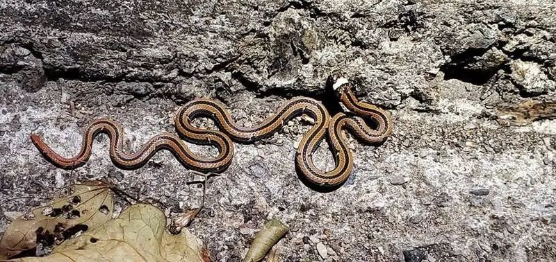 再毒的毒蛇都毒不死一头猪?猪是毒蛇的天敌,有什么科学依据吗?(图10) 18.jpg