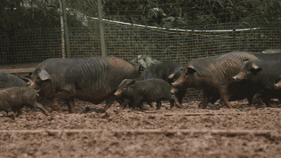 再毒的毒蛇都毒不死一头猪?猪是毒蛇的天敌,有什么科学依据吗?(图8) 图片