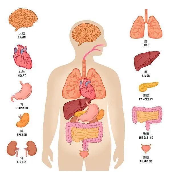 明明是最高等生物,人类生理结构却有很多不合理,为什么?(图2) 2.jpg