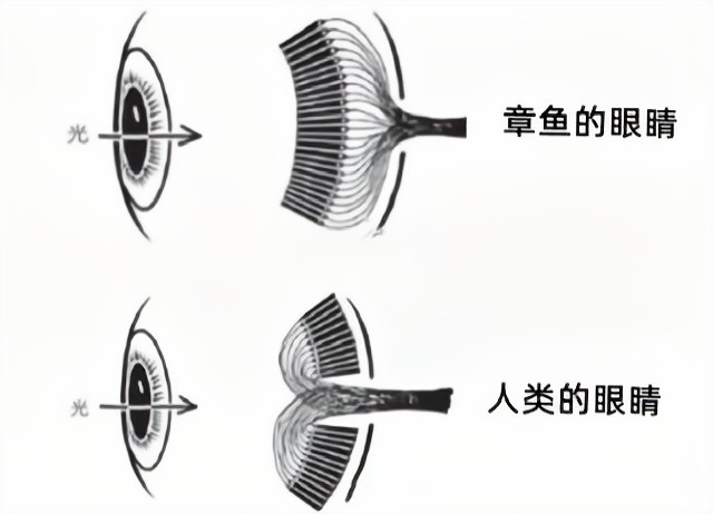 明明是最高等生物,人类生理结构却有很多不合理,为什么?(图3) 3.png