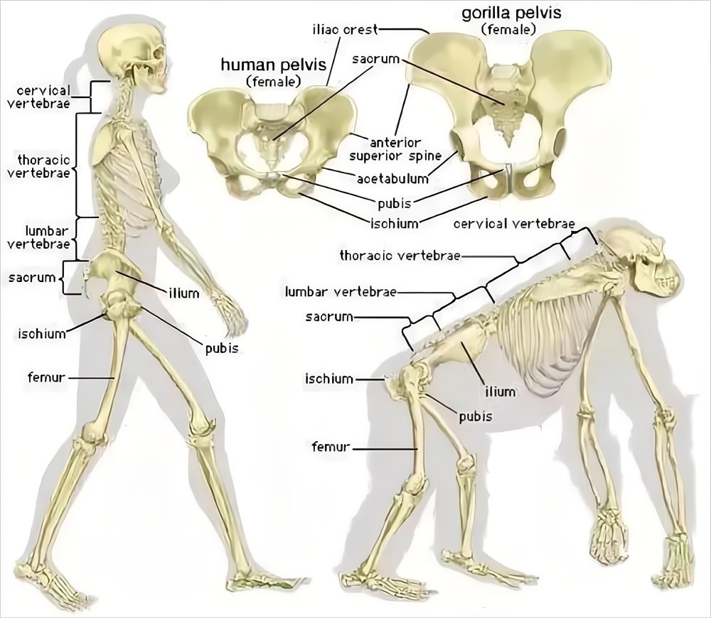 明明是最高等生物,人类生理结构却有很多不合理,为什么?(图4) 4.png