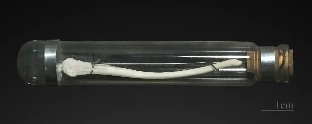 明明是最高等生物,人类生理结构却有很多不合理,为什么?(图5) 5.jpg