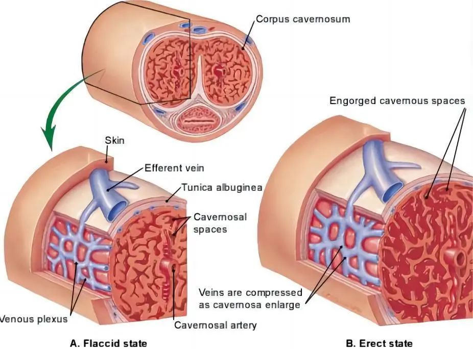 明明是最高等生物,人类生理结构却有很多不合理,为什么?(图6) 6.jpg