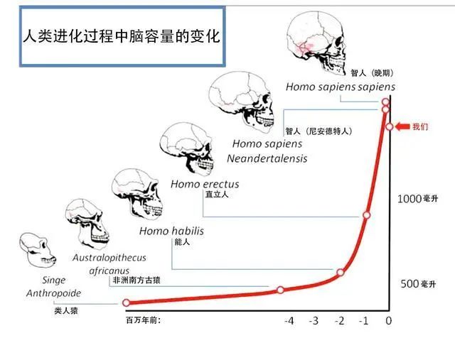 明明是最高等生物,人类生理结构却有很多不合理,为什么?(图8) 8.jpg