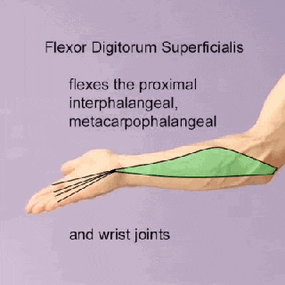 明明是最高等生物,人类生理结构却有很多不合理,为什么?(图12) 11.gif