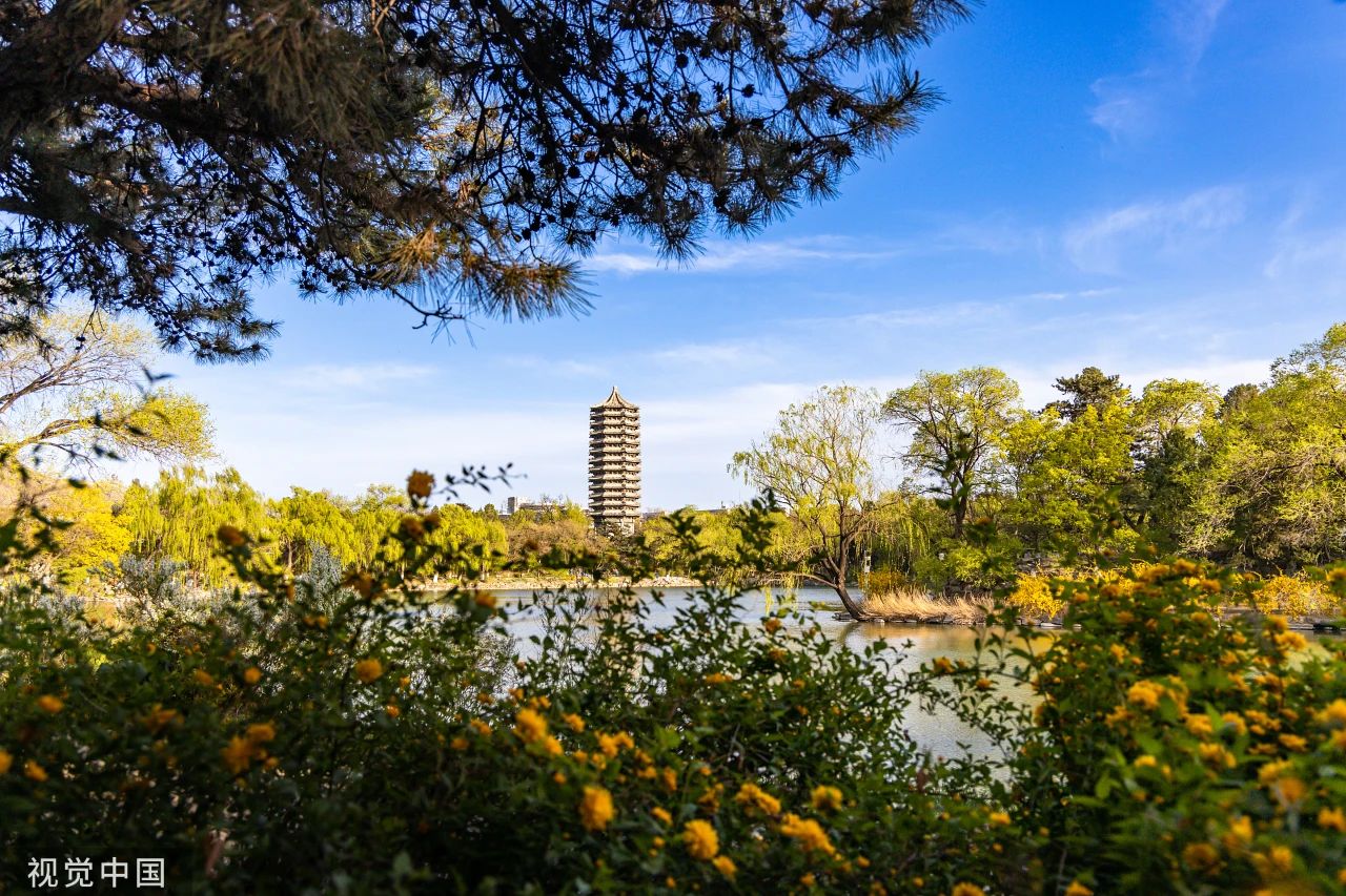 一家三口参观清北要花两千元 名校预约也要靠“黄牛”?(图5) 5.jpg