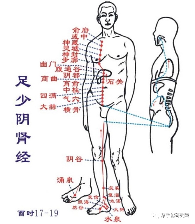 金日光教授:什么是<命门>?【人类器官组织的阴阳精及精气分布之内秘•之二】(图3) 3.png
