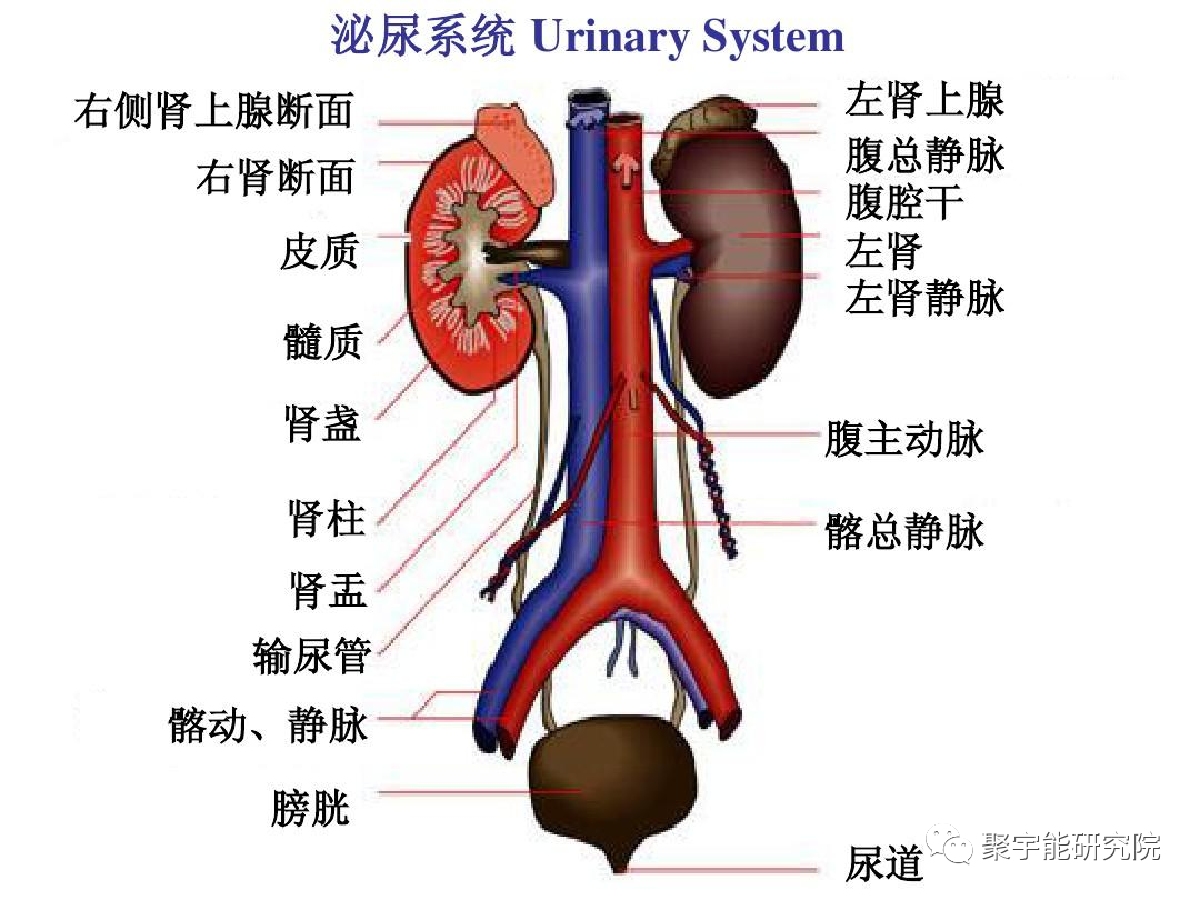 金日光教授:人类身上有多少个系统?【人类器官组织的阴阳精及精气分布之内秘•七】(图7) 7.png