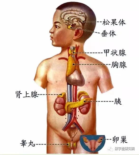 金日光教授:人类身上有多少个系统?【人类器官组织的阴阳精及精气分布之内秘•七】(图8) 8.jpg