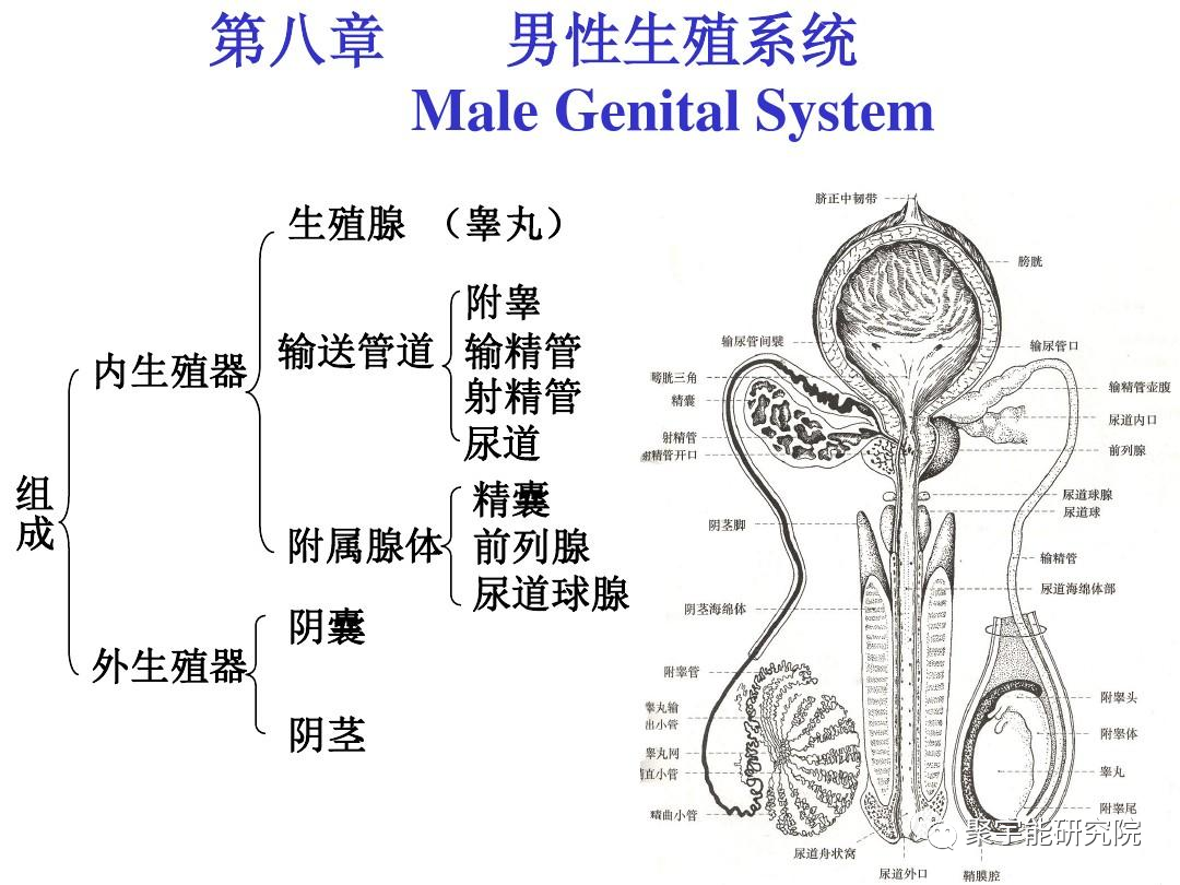 金日光教授:人类身上有多少个系统?【人类器官组织的阴阳精及精气分布之内秘•七】(图9) 9.png