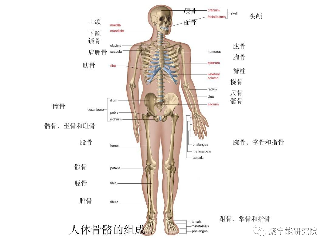 金日光教授:人类身上有多少个系统?【人类器官组织的阴阳精及精气分布之内秘•七】(图1) 1.png