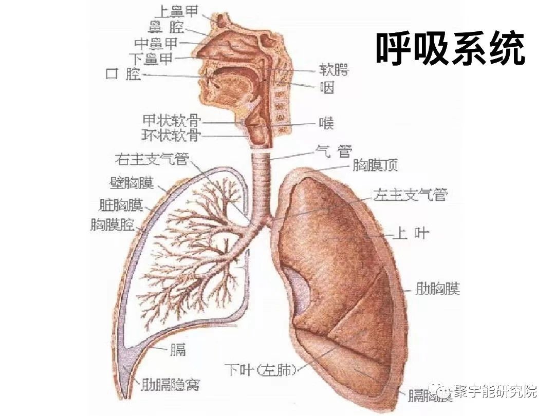 金日光教授:人类身上有多少个系统?【人类器官组织的阴阳精及精气分布之内秘•七】(图4) 4.jpg