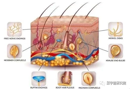 金日光教授:人类身上有多少个系统?【人类器官组织的阴阳精及精气分布之内秘•七】(图12) 12.jpg