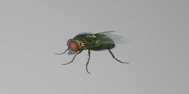 微波炉里飞进一只苍蝇。我微波五分钟,开门,它飞走了,为什么?(图5) 16.jpg