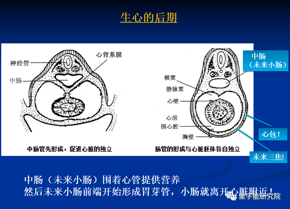 金日光教授:人类脉管也有生命动力阴阳参数?【人类器官组织的阴阳精及精气分布之内秘•之十】(图2) 2.png