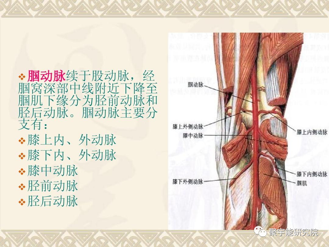 金日光教授:人类脉管也有生命动力阴阳参数?【人类器官组织的阴阳精及精气分布之内秘•之十】(图8) 8.png