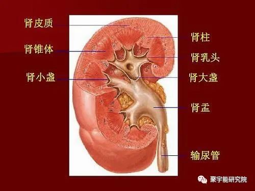 金日光教授:<奇恒之腑>之——人骨的阴阳问题【人类器官组织的阴阳精及精气分布之内秘•之十一】(图5) 5.jpg