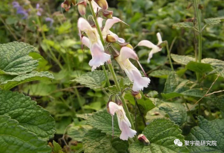 金日光教授:【漫谈《黄帝内经》•之三】用中药及聚宇能生命动力水,从根本上来解决我国亿万心脑血管病人之根源一一血液瘀堵!(图7) 7.png