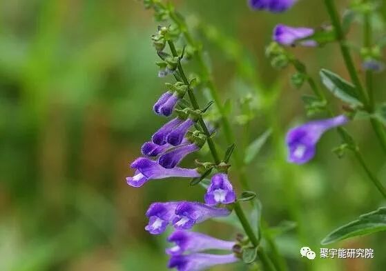金日光教授:【《黄帝内经》漫谈•之六】林佳媚主任很想知道女性乳腺癌里生命动力阴阳源精分布(图7) 7.jpg