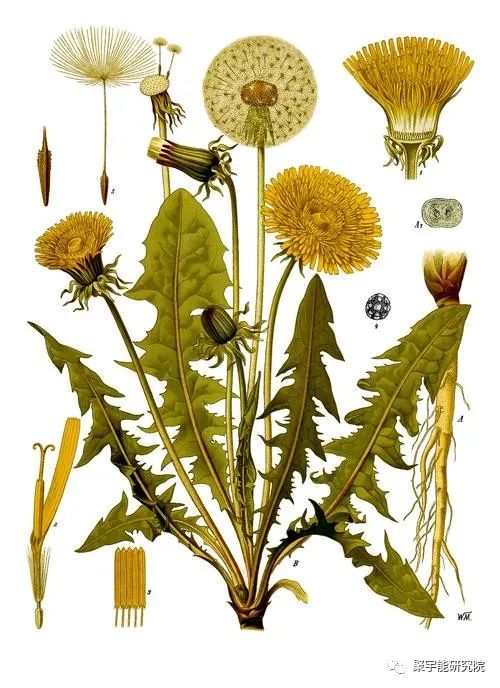 金日光教授:【《黄帝内经》漫谈•之六】林佳媚主任很想知道女性乳腺癌里生命动力阴阳源精分布(图9) 9.jpg