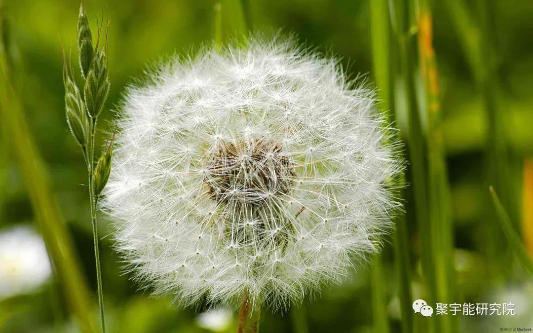 金日光教授:【《黄帝内经》漫谈•之六】林佳媚主任很想知道女性乳腺癌里生命动力阴阳源精分布(图10) 10.jpg