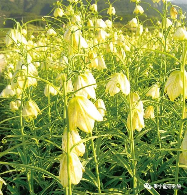 金日光教授:【《黄帝内经》漫谈•之六】林佳媚主任很想知道女性乳腺癌里生命动力阴阳源精分布(图12) 12.jpg