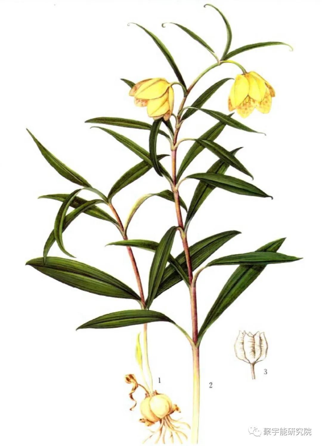 金日光教授:【《黄帝内经》漫谈•之六】林佳媚主任很想知道女性乳腺癌里生命动力阴阳源精分布(图13) 13.jpg