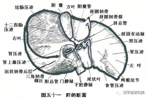 金日光教授:【《黄帝内经》漫谈•之七】肝癌的阴阳精及精气(图2) 2.png