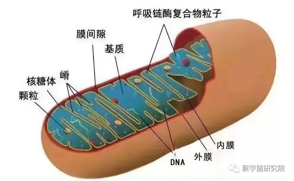 金日光教授:【《黄帝内经》漫谈•之八】钱老说中医也要懂点细胞里的阴阳精及精气分布(图4) 30.jpg