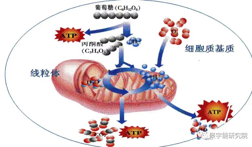 金日光教授:【《黄帝内经》漫谈•之八】钱老说中医也要懂点细胞里的阴阳精及精气分布(图5) 31.jpg