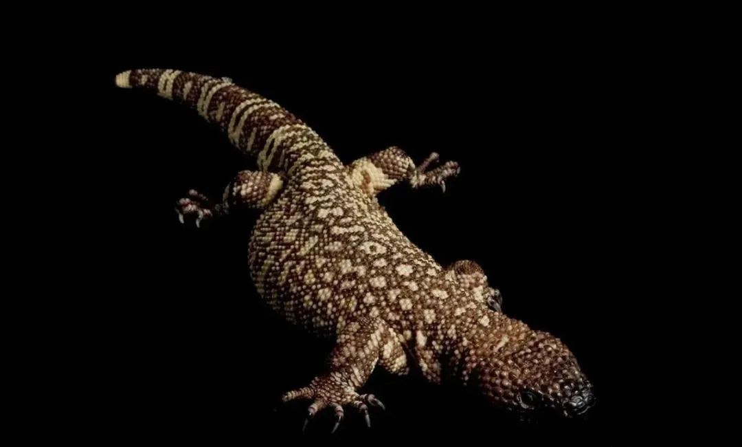 其实有些生物交配的过程很痛苦的,你了解吗?(图2) 3.jpg