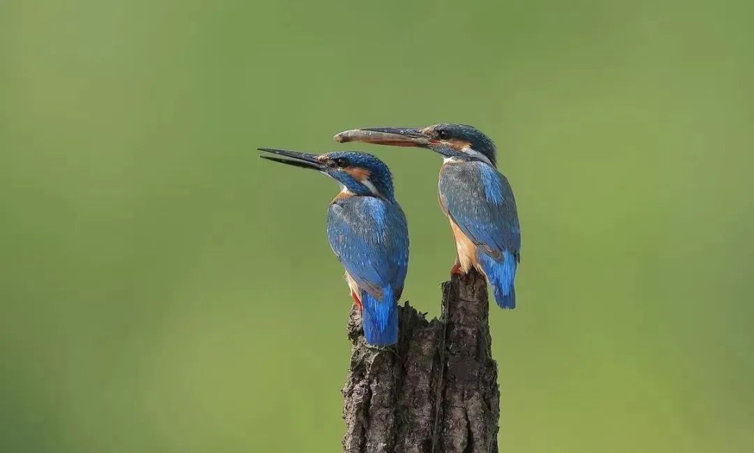 其实有些生物交配的过程很痛苦的,你了解吗?(图4) 5.jpg