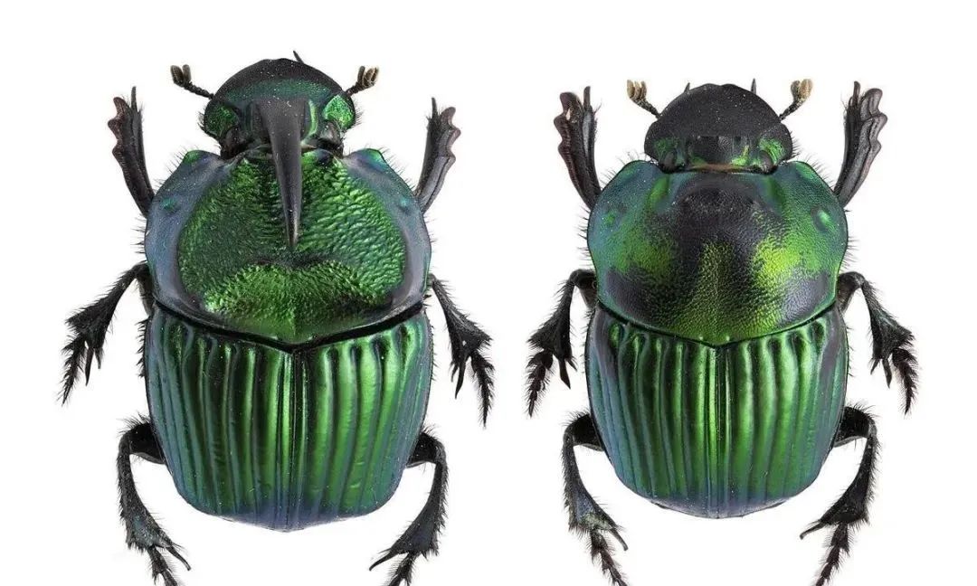 其实有些生物交配的过程很痛苦的,你了解吗?(图5) 6.jpg