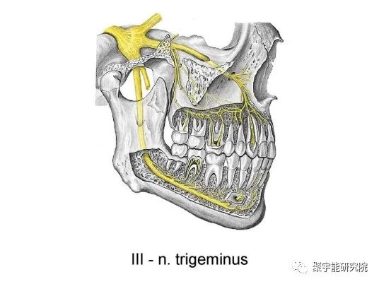 金日光教授:【《黄帝内经》漫谈•之十四】怎么能两味药还能治三叉神经剧痛?(图3) 22.jpg