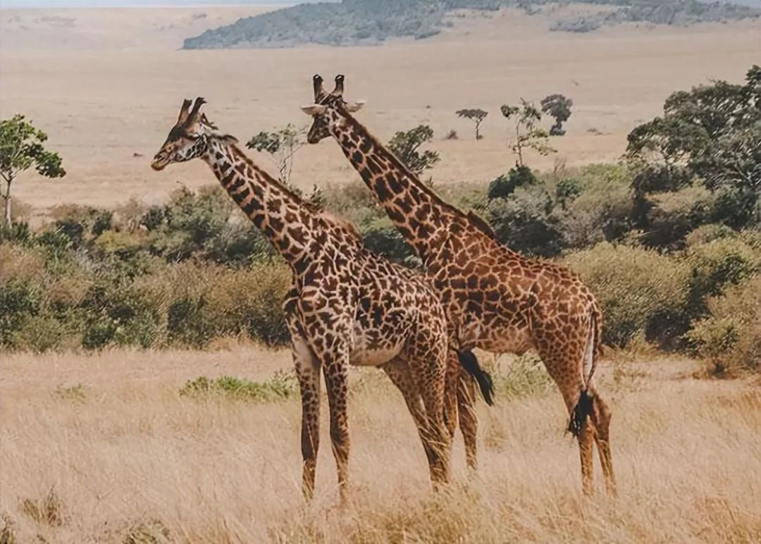 18个难以置信的事实,别不信,都是真实的(图4) 20.jpg